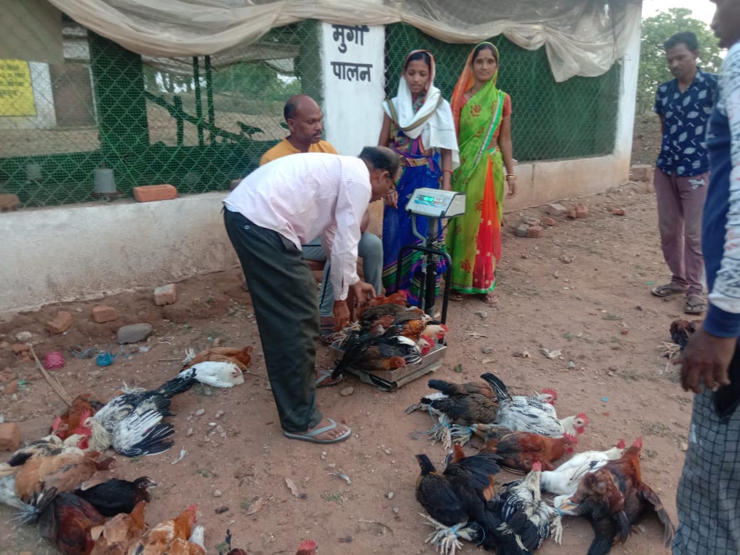 Chhattisgarh: कोरना के गंगा मैया स्व सहायता समूह की 14 महिलाएं मुर्गी पलान से बनी आत्मनिर्भर...