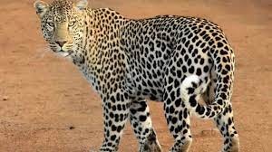 Leopard attacks 9-year-old boy, hospitalized