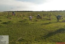 66 thousand saplings will revive Mahanadi, the saplings are being planted by the forest department on mission mode
