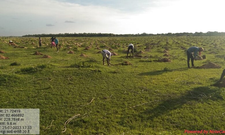 66 thousand saplings will revive Mahanadi, the saplings are being planted by the forest department on mission mode