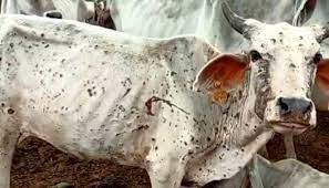 Lumpy virus took cattle in its grip, see