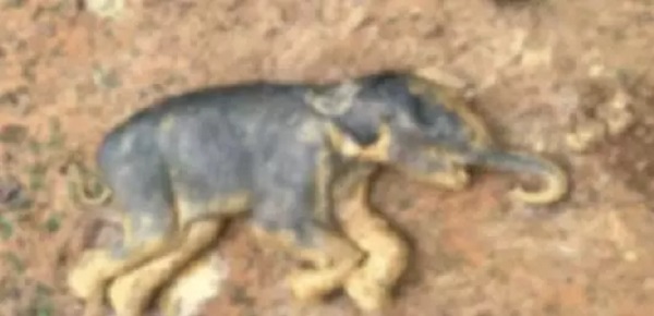 An elephant cub near Chachiya village in Kudmura forest range of Korba district