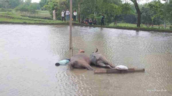 Farmer and two buffaloes died due to high tension wire, electricity department team and police engaged in investigation