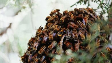 CG NEWS: 20 से अधिक कर्मचारियों पर मधुमक्खियों ने किया हमला...