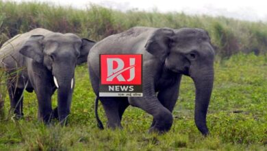 Breaking News: दो दंतैल हाथी वन परिक्षेत्र पांडुका में किया प्रवेश, खेत खलिहान की ओर आगे बढ़ रहे हैं...