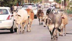 In Janjgir-Champa district, 1839 nomadic animals were settled in Gauthans to prevent road accidents.