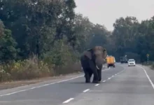 परेशान हुए राहगीर, दंतैल हाथी ने फिर रोड जाम किया...