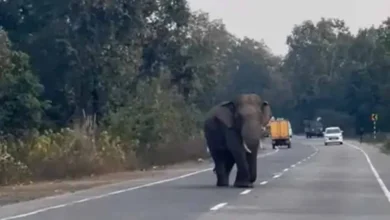 परेशान हुए राहगीर, दंतैल हाथी ने फिर रोड जाम किया...