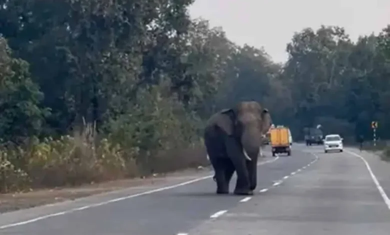 परेशान हुए राहगीर, दंतैल हाथी ने फिर रोड जाम किया...