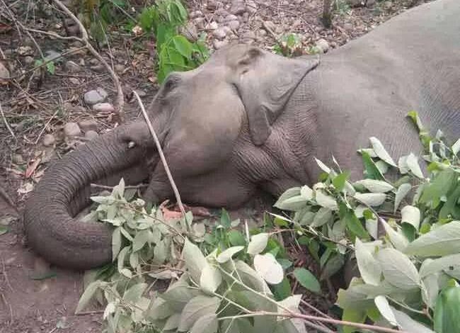 CHHATTISGARH: रायगढ़ में इलेक्ट्रिक फेंसिंग में फंस कर एक नर हाथी की मौत...