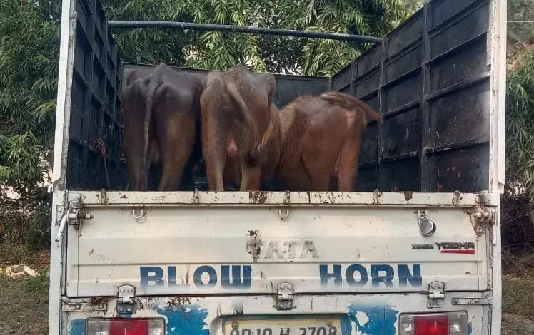 गौ तस्करी करते पिकअप वाहन को, बजरंग दल ने पकड़ा, किया पुलिस ने गिरफ्तार...