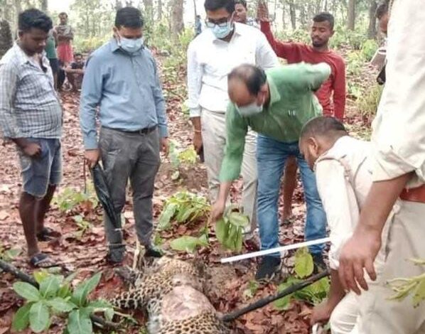 छत्तीसगढ़: कोरबा कटघोरा के जंगल में तेंदुए का शिकार नाखून और दांत गायब...