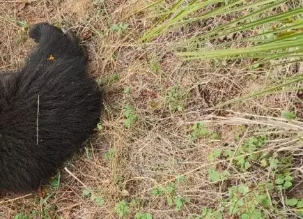 Chhattisgarh: अज्ञात वाहन से भालू का हुआ एक्सीडेंट, नेशनल हाईवे में मिला शव आज होगा पोस्टमार्टम...