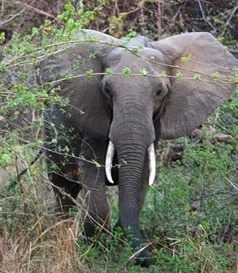 Chhattisgarh: हाथी ने किया बुगुर्ज ग्रामीण पर हमला, हुआ मौत...