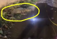 Chhattisgarh: बारिश के बाद सड़क पर दिखा अचानक मगरमच्छ, अफरा-तफरी, मचा अफरा-तफरी देखें वीडियो…