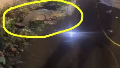 Chhattisgarh: बारिश के बाद सड़क पर दिखा अचानक मगरमच्छ, अफरा-तफरी, मचा अफरा-तफरी देखें वीडियो…