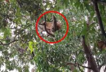 Chhattisgarh: बस स्टैंड के पेड़ में दिखा तेंदुआ, लोगों में मचा हड़कंप, देखें वीडियो...