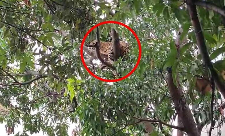 Chhattisgarh: बस स्टैंड के पेड़ में दिखा तेंदुआ, लोगों में मचा हड़कंप, देखें वीडियो...