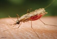 Chhattisgarh: मलेरिया मचा रहा आतंक, 2 मासूम भाईयों की मौत...