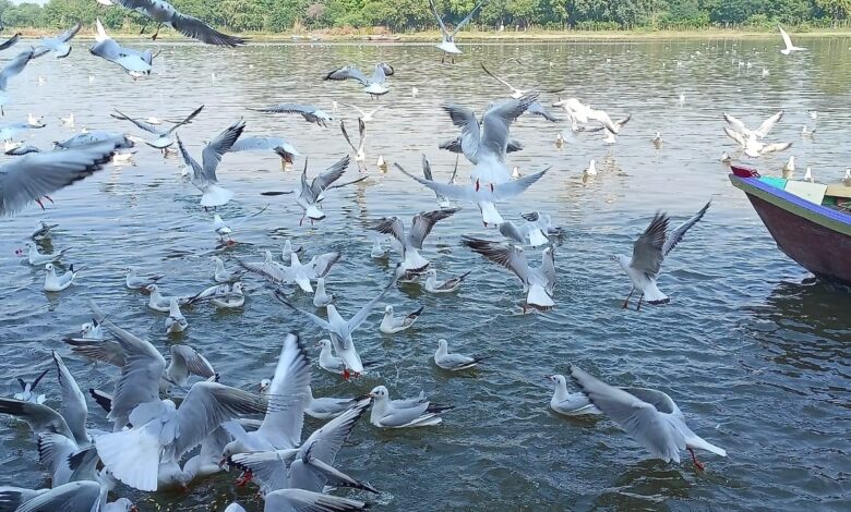 खैरागढ़ में प्रवासी पक्षियों का जमावड़ा, वेटलैंड सर्वेक्षण में दर्ज हुई 213 प्रजातियाँ...