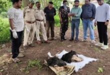 गोमर्डा अभ्यारण में शिकारियों का आतंक, भालू की खाल उतार फेंकी खोपड़ी, वन विभाग की गश्त पर सवाल...