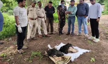 गोमर्डा अभ्यारण में शिकारियों का आतंक, भालू की खाल उतार फेंकी खोपड़ी, वन विभाग की गश्त पर सवाल...