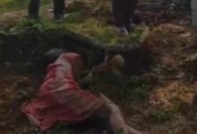 जंगल में मशरूम बिनने गई महिला पर हाथी का हमला, इलाज के दौरान मौत...
