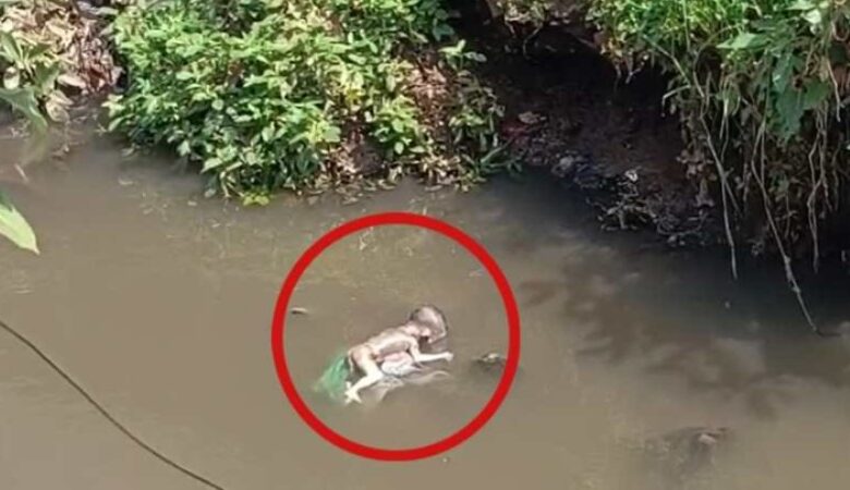 भिलाई में सनसनी: थाने से 200 मीटर दूर नाले में मिला नवजात शिशु का शव, पुलिस CCTV फुटेज खंगाल रही है...