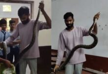 क्लासरूम में घुसा विशालकाय अजगर: आत्मानंद स्कूल में फुंकार से मचा हड़कंप, सर्प विशेषज्ञों ने किया सुरक्षित रेस्क्यू...