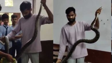 क्लासरूम में घुसा विशालकाय अजगर: आत्मानंद स्कूल में फुंकार से मचा हड़कंप, सर्प विशेषज्ञों ने किया सुरक्षित रेस्क्यू...