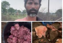 वन विभाग की बड़ी कार्रवाई: ग्राम मटिया से 50 किलो जंगली सूअर का मांस जब्त, आरोपी गिरफ्तार...