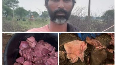 वन विभाग की बड़ी कार्रवाई: ग्राम मटिया से 50 किलो जंगली सूअर का मांस जब्त, आरोपी गिरफ्तार...