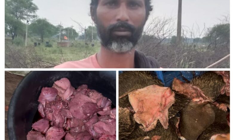 वन विभाग की बड़ी कार्रवाई: ग्राम मटिया से 50 किलो जंगली सूअर का मांस जब्त, आरोपी गिरफ्तार...