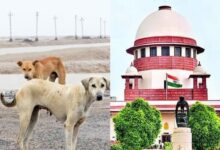 सुप्रीम कोर्ट का बड़ा आदेश: सड़कों पर नहीं दिखने चाहिए आवारा कुत्ते, सभी राज्यों को 8 हफ्ते में कार्रवाई के निर्देश...