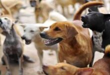 अध्यापन के साथ नई जिम्मेदारी: प्रधान पाठक और प्राचार्य बनाए गए ‘डॉग मैनेजमेंट’ नोडल अधिकारी...