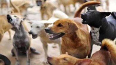 अध्यापन के साथ नई जिम्मेदारी: प्रधान पाठक और प्राचार्य बनाए गए ‘डॉग मैनेजमेंट’ नोडल अधिकारी...