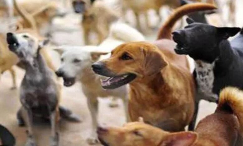 अध्यापन के साथ नई जिम्मेदारी: प्रधान पाठक और प्राचार्य बनाए गए ‘डॉग मैनेजमेंट’ नोडल अधिकारी...