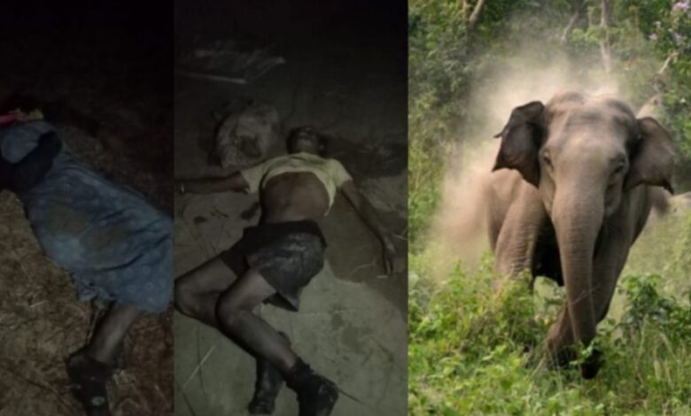 सरगुजा में हाथियों का कहर: खेत में सो रहे पति-पत्नी को कुचलकर मौत के घाट उतारा...