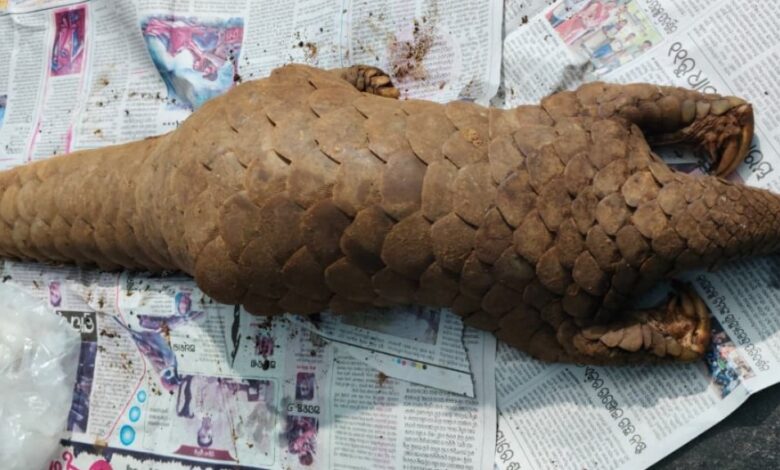 जिंदा पैंगोलिन की तस्करी नाकाम: छत्तीसगढ़-ओडिशा बॉर्डर से दो तस्कर गिरफ्तार...