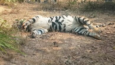 CG News: सूरजपुर में बाघ चढ़ा शिकारियों के हत्थे, निकल ले गए शरीर से नाख़ून और दांत...