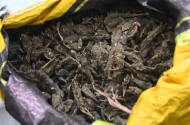 MP : STF की बड़ी कार्रवाई, 14 घंटे पीछा कर अनूपपुर के जंगलों में 600 किलो गांजा से भरा ट्रक पकड़ा...