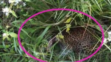 धमतरी में शिकारियों के फंदे में फंसा तेंदुआ बचाया गया, वन विभाग की टीम ने समय रहते बचाई जान...