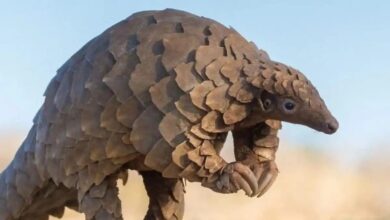 पेंगोलिन शल्क तस्करी का भंडाफोड़: चार आरोपी गिरफ्तार, वन विभाग–WCCB की संयुक्त कार्रवाई...