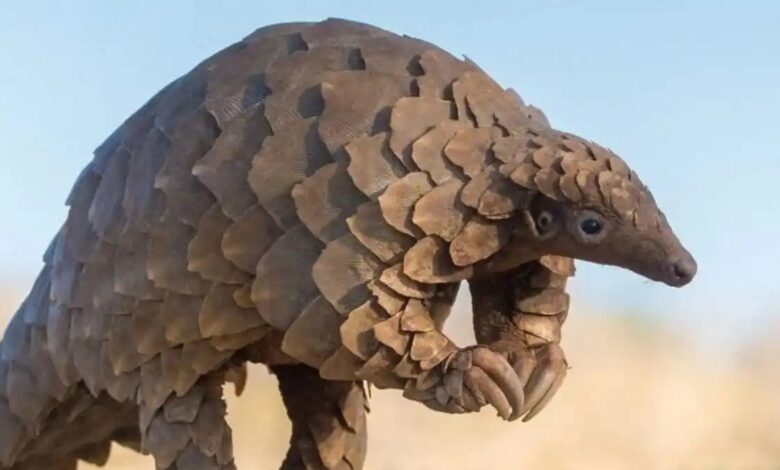 पेंगोलिन शल्क तस्करी का भंडाफोड़: चार आरोपी गिरफ्तार, वन विभाग–WCCB की संयुक्त कार्रवाई...