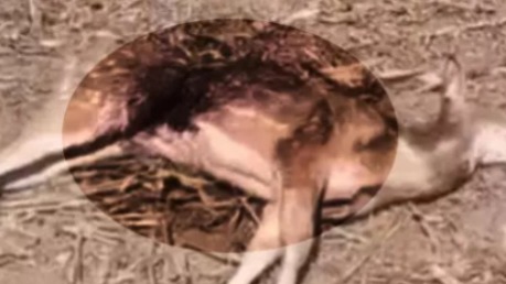 बस्तर में तेंदुए की दस्तक? गांव के खेत में मिला हिरण का शव, पंजों के निशान से जंगली जानवर के हमले की आशंका, इलाके में दहशत...