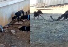 Vidisha Snake Dog Video : मां की मौत का बदला, कुत्तों ने नाग को मार गिराया – नागिन का पलटवार...