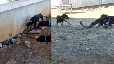 Vidisha Snake Dog Video : मां की मौत का बदला, कुत्तों ने नाग को मार गिराया – नागिन का पलटवार...