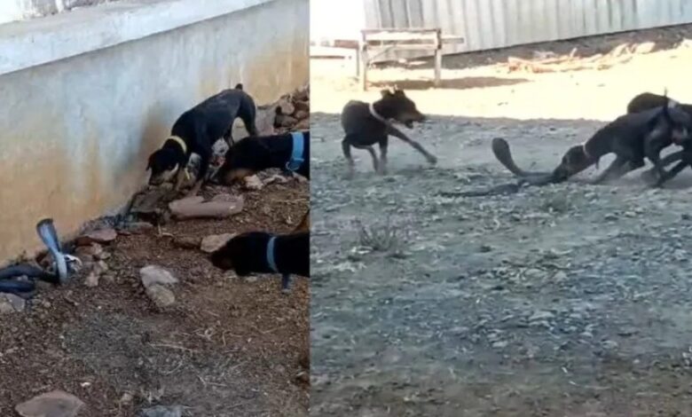 Vidisha Snake Dog Video : मां की मौत का बदला, कुत्तों ने नाग को मार गिराया – नागिन का पलटवार...