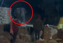 CG News: कोरबा के धान खरीदी केंद्र में दंतेल हाथी की दस्तक, कर्मचारियों में दहशत...