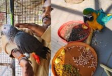 जगदलपुर के लामनी बर्ड पार्क में विदेशी मेहमानों का आगमन, अफ्रीकन ग्रे तोता और ब्लू-एंड-गोल्ड मकाऊ को देखने उमड़ी भीड़...